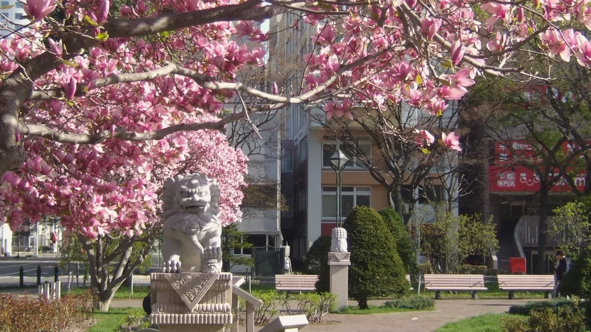 11:40 uur   Langs de kersenbloesem🌸 Niet slecht voor een lunchwandeling toch? 