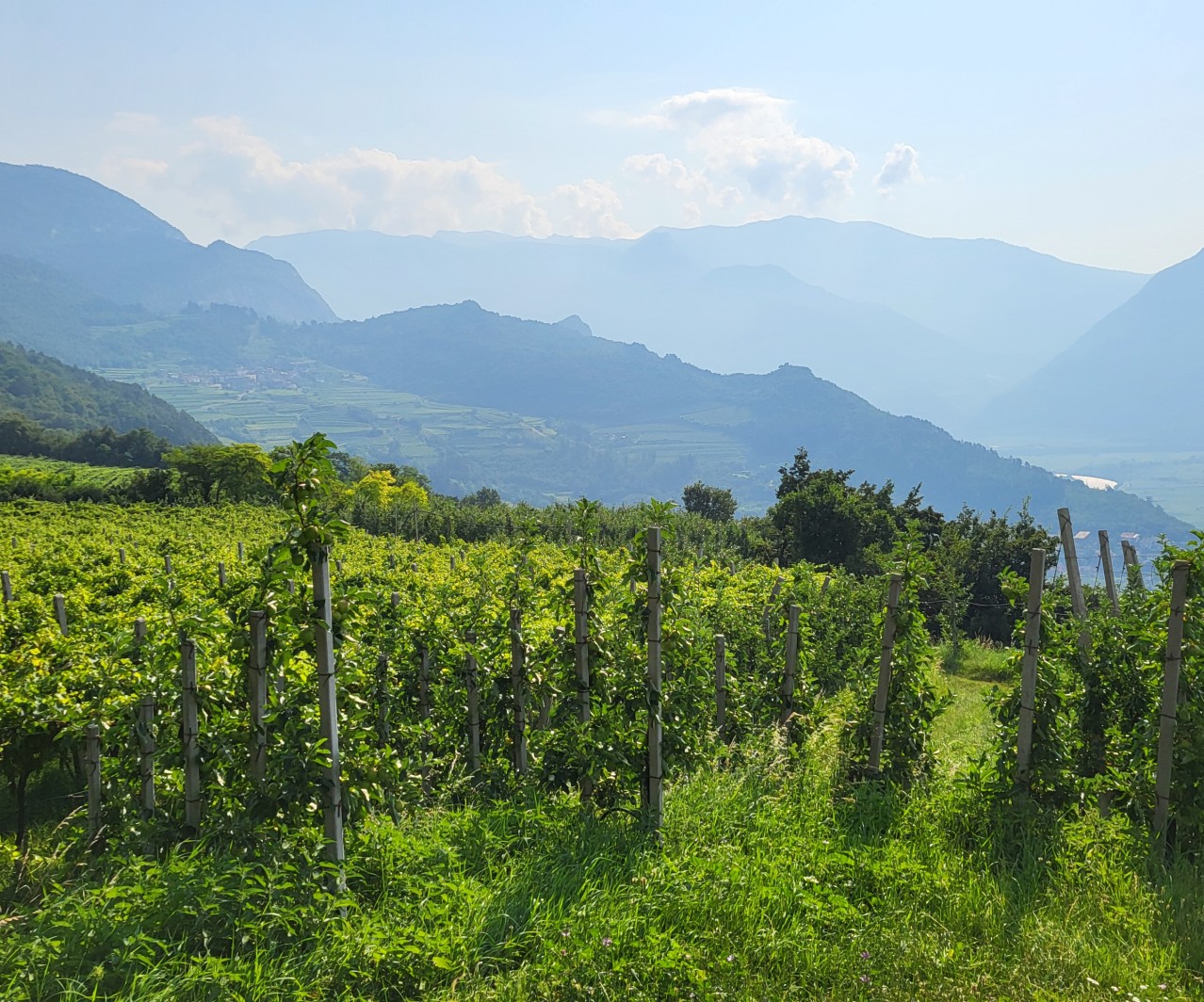 WINES: Strengthening the Resilience and Competitiveness of the Global Wine Industry