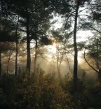 Natuur, bos, Wildlife Management