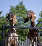 Kinderboerderij