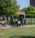 Kinderboerderij1