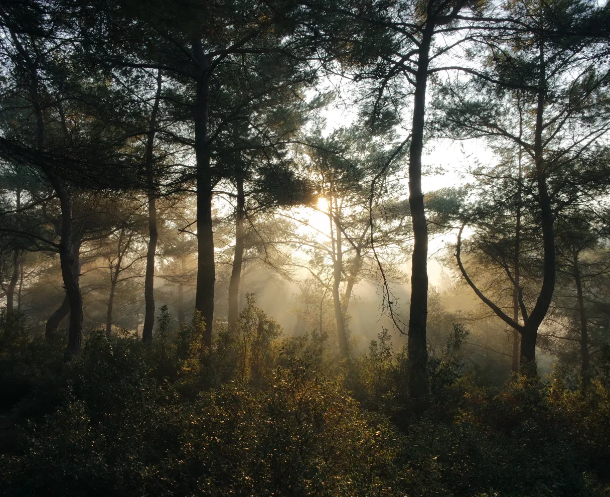 Natuur, bos, Wildlife Management