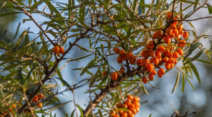 Waddengastronomie moet groene en culinaire toerist naar waddengebied halen