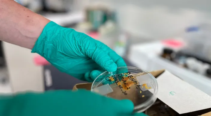 Corniek Post Bouwsteen biobased plastic is BHMF