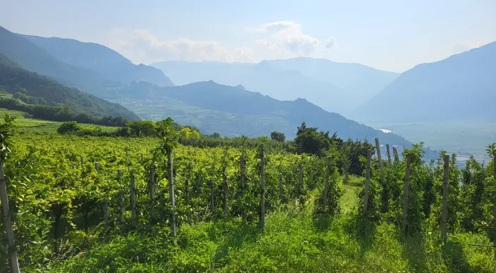 WINES: Strengthening the Resilience and Competitiveness of the Global Wine Industry